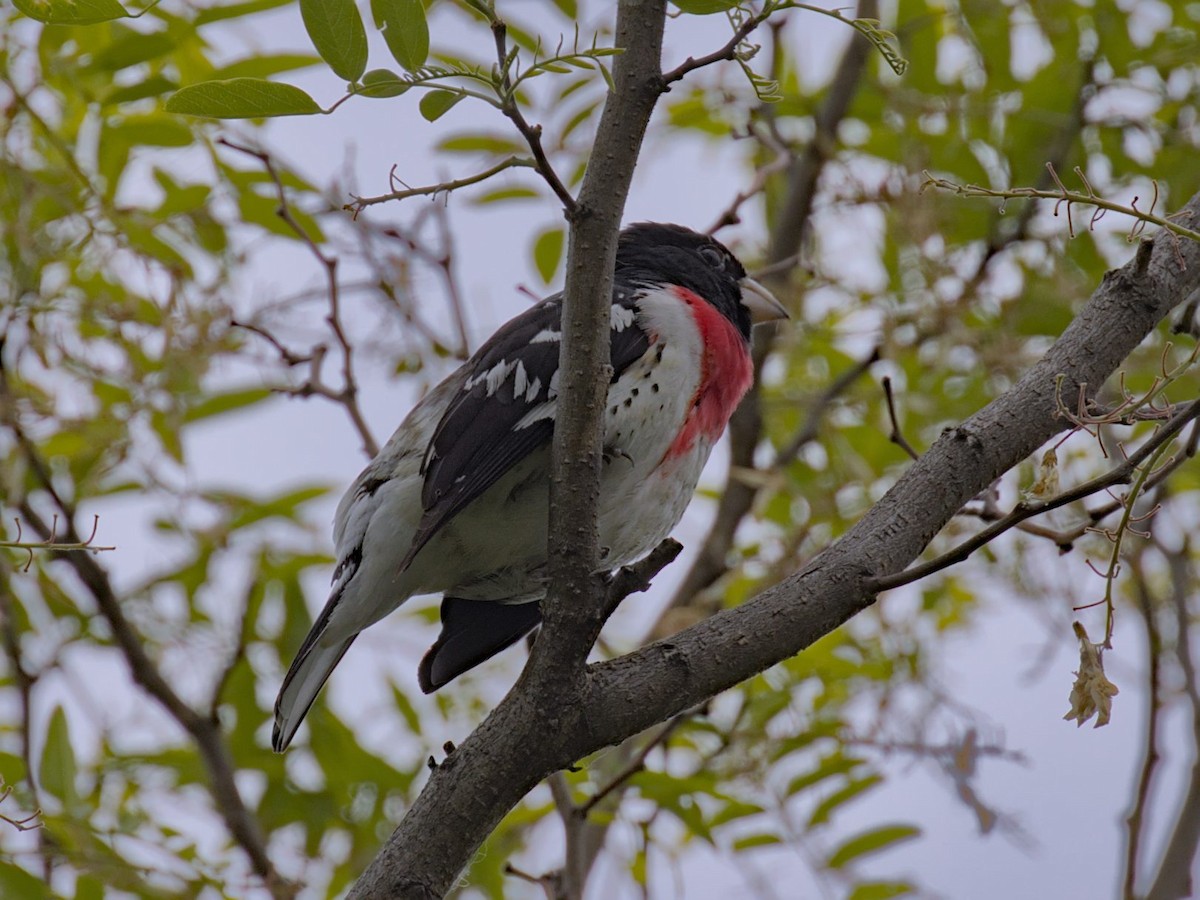 Rose-breasted Grosbeak - ML620002783