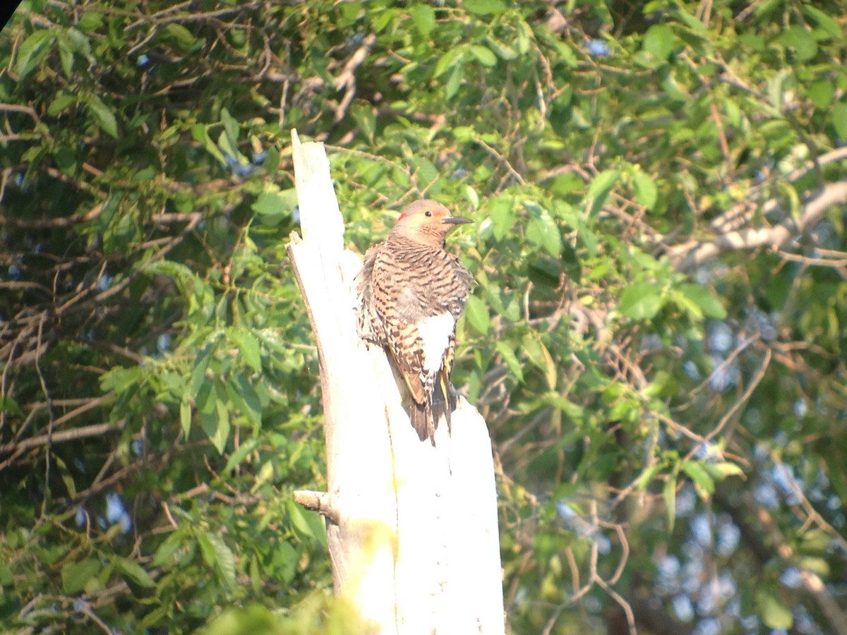 Northern Flicker (Yellow-shafted) - ML620002790