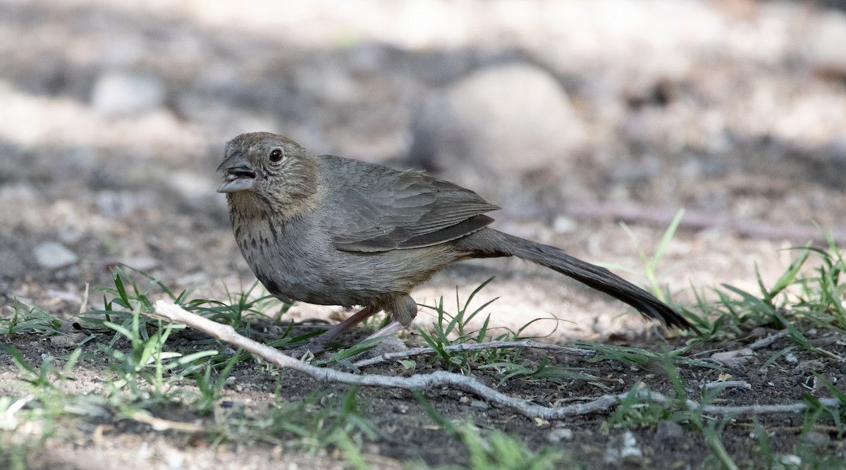 Canyon Towhee - ML620002793