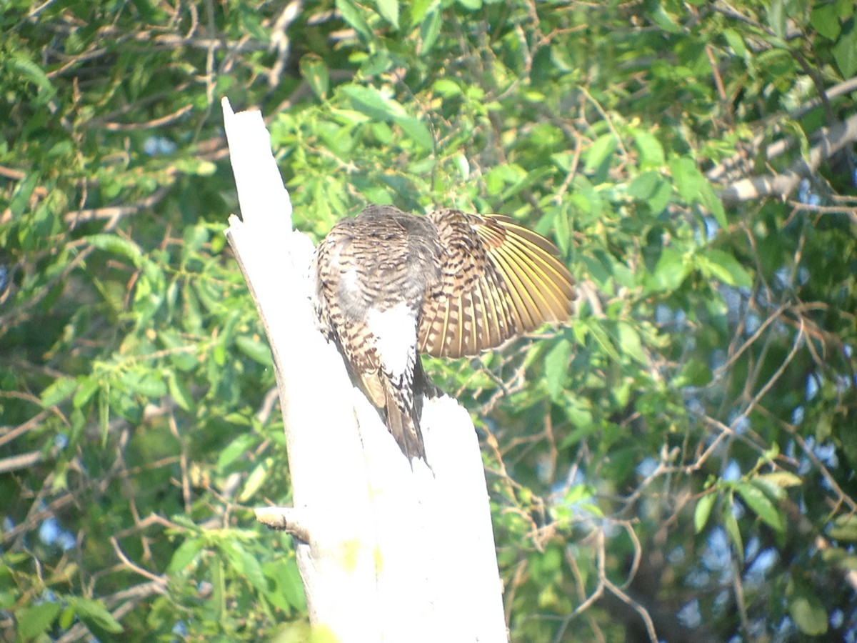 Northern Flicker (Yellow-shafted) - ML620002795