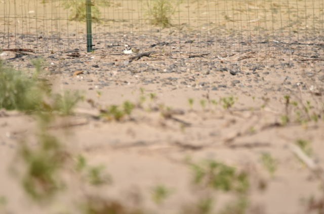 Piping Plover - ML620002797
