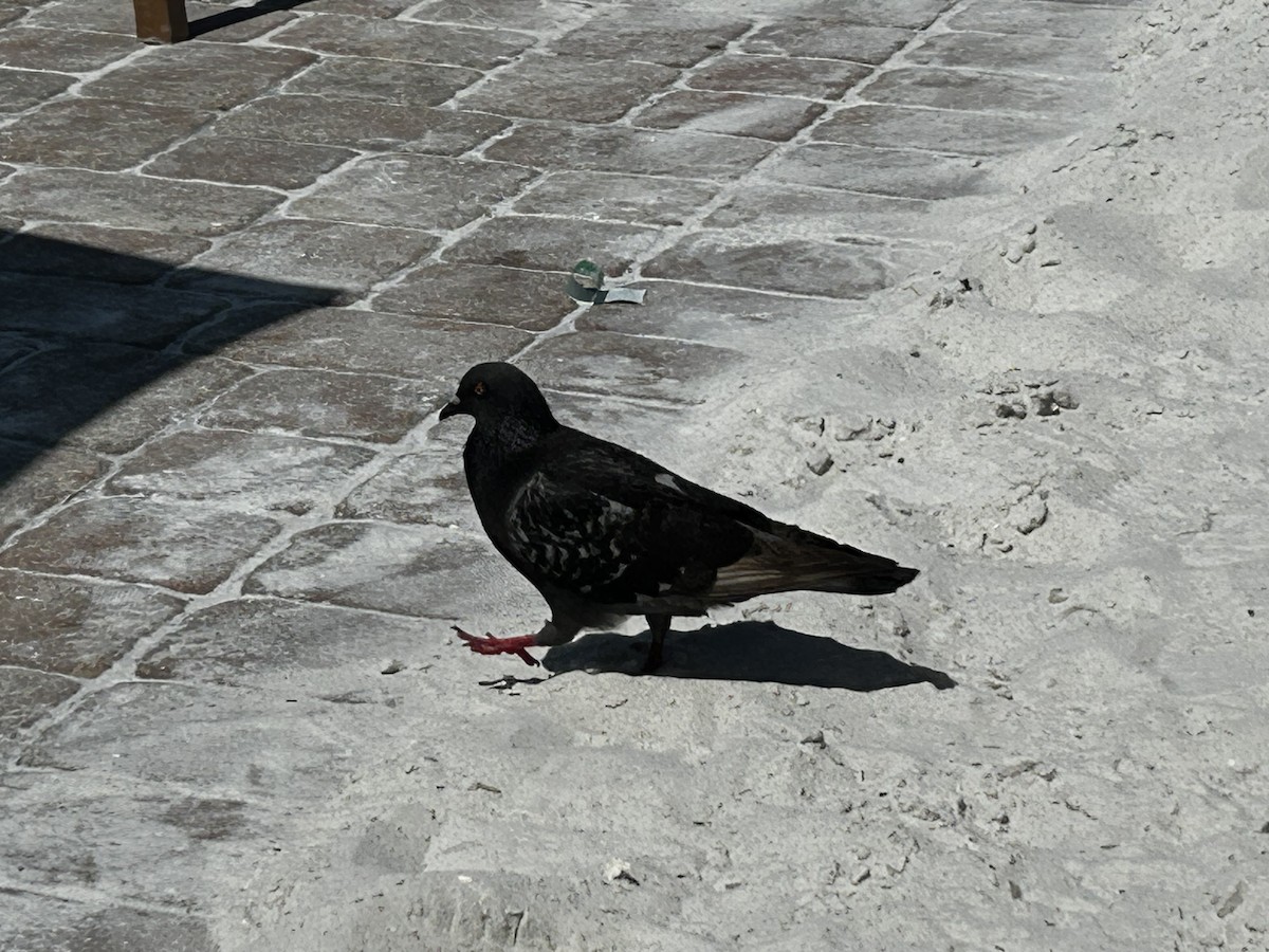 Rock Pigeon (Feral Pigeon) - ML620002801