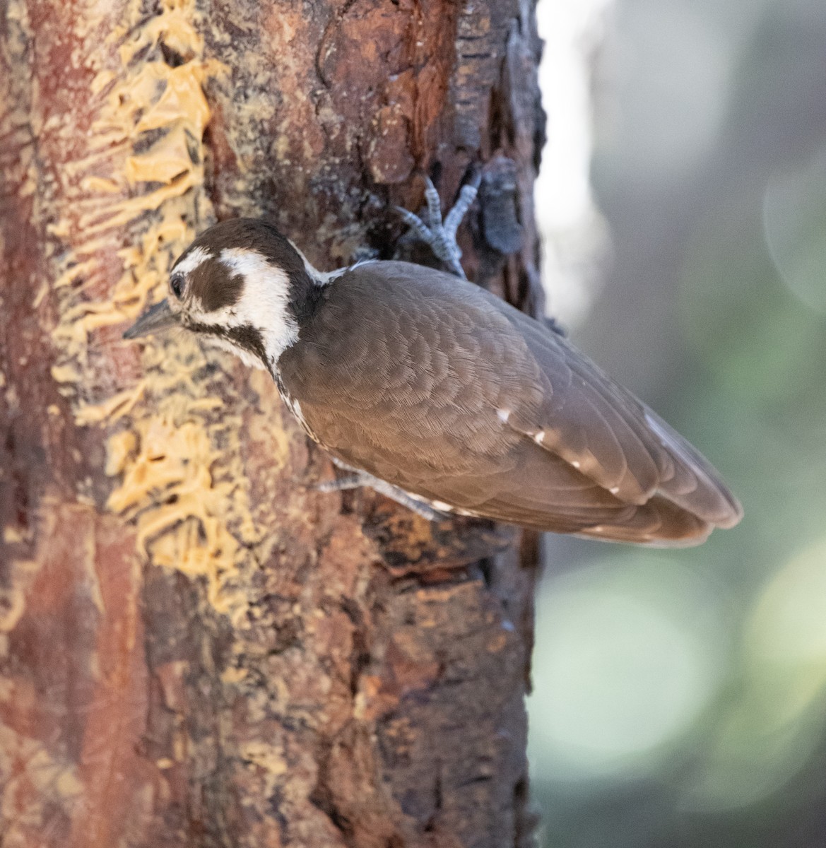 Arizona Woodpecker - ML620002806