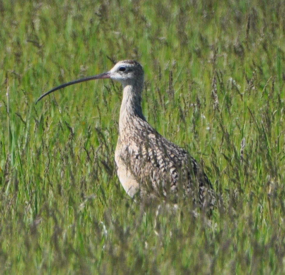Long-billed Curlew - ML620002809