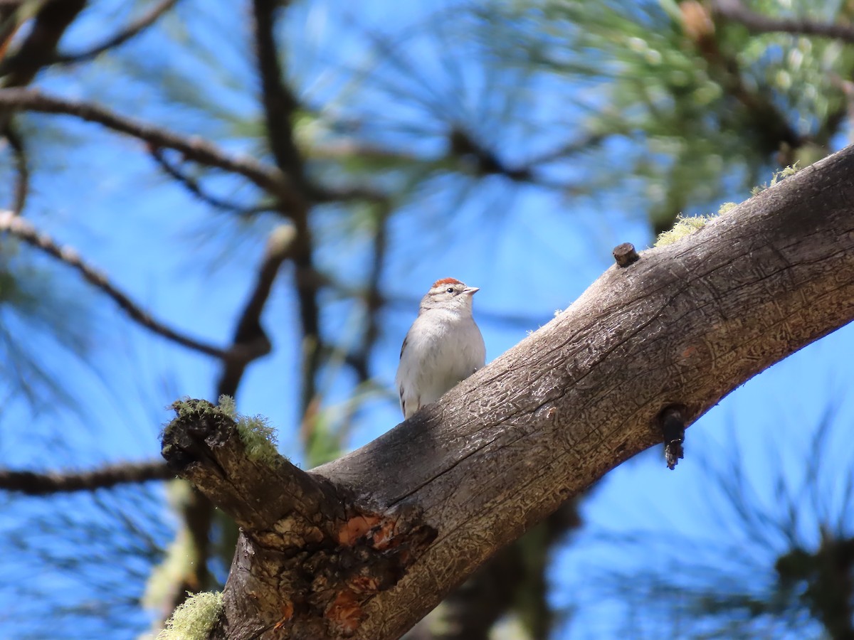 Chipping Sparrow - ML620002810