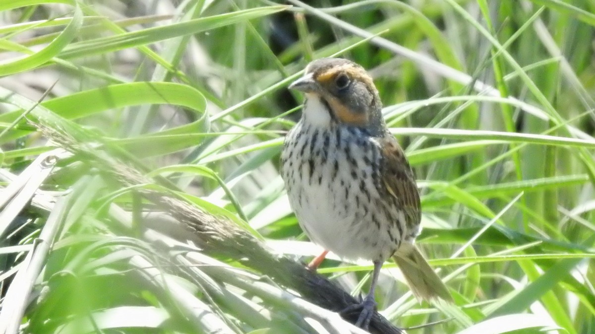 Saltmarsh Sparrow - ML620002812