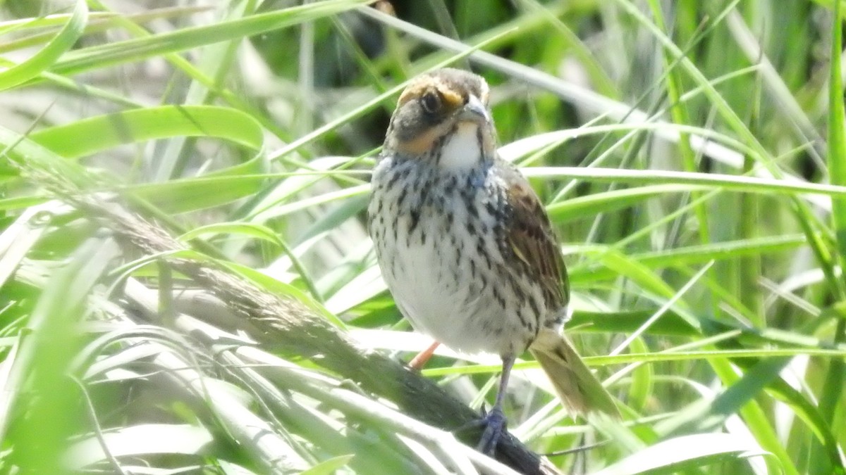Saltmarsh Sparrow - ML620002813