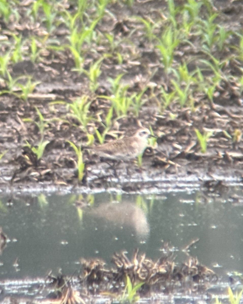 American Golden-Plover - ML620002814