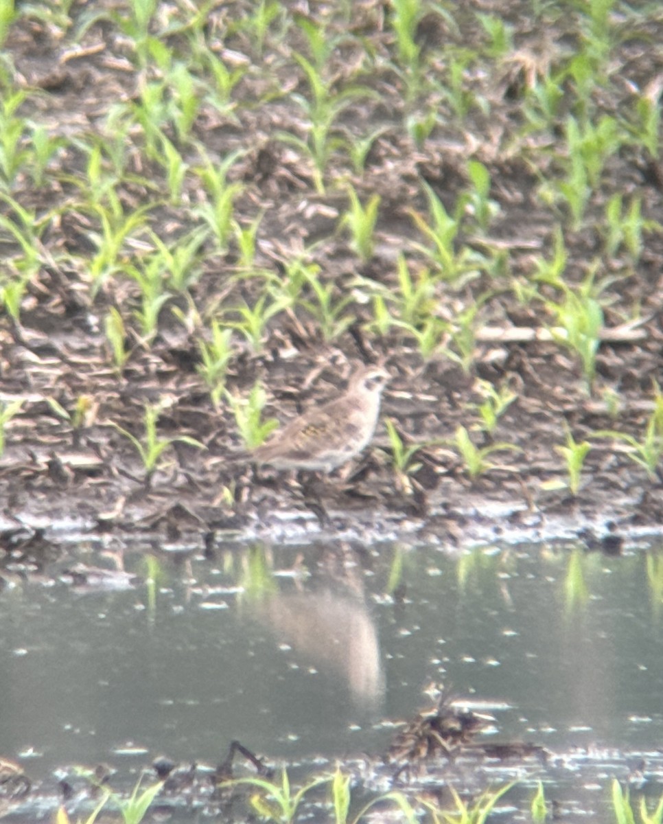 American Golden-Plover - ML620002815