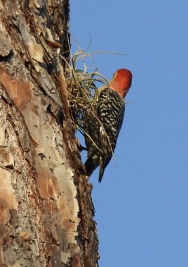 Red-bellied Woodpecker - ML620002818