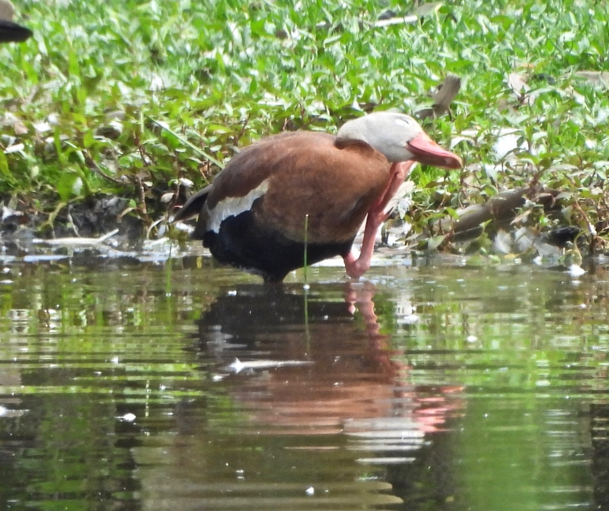 Black-bellied Whistling-Duck - ML620002819