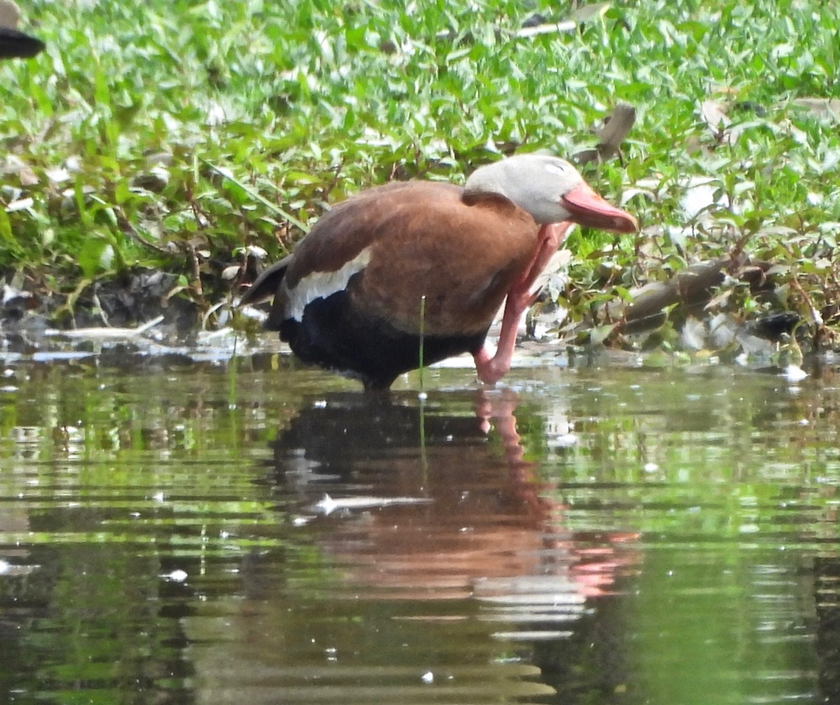 Black-bellied Whistling-Duck - ML620002819