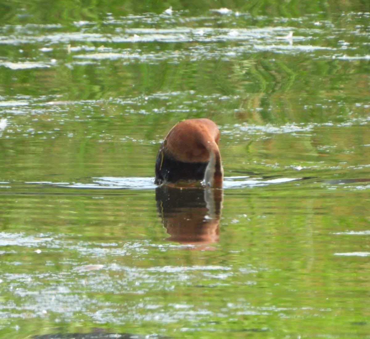 Black-bellied Whistling-Duck - ML620002820