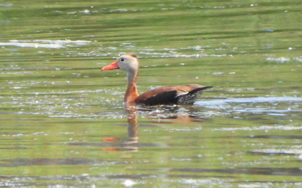 Dendrocygne à ventre noir - ML620002821