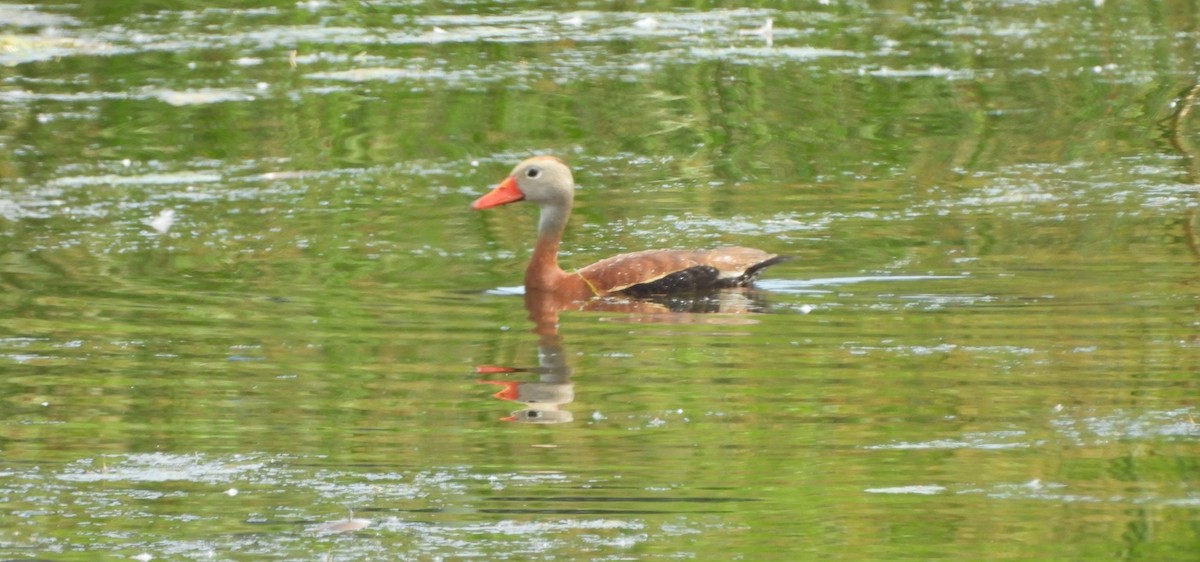 Dendrocygne à ventre noir - ML620002822