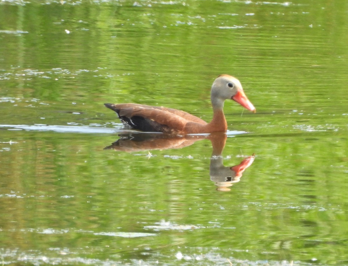 Dendrocygne à ventre noir - ML620002823