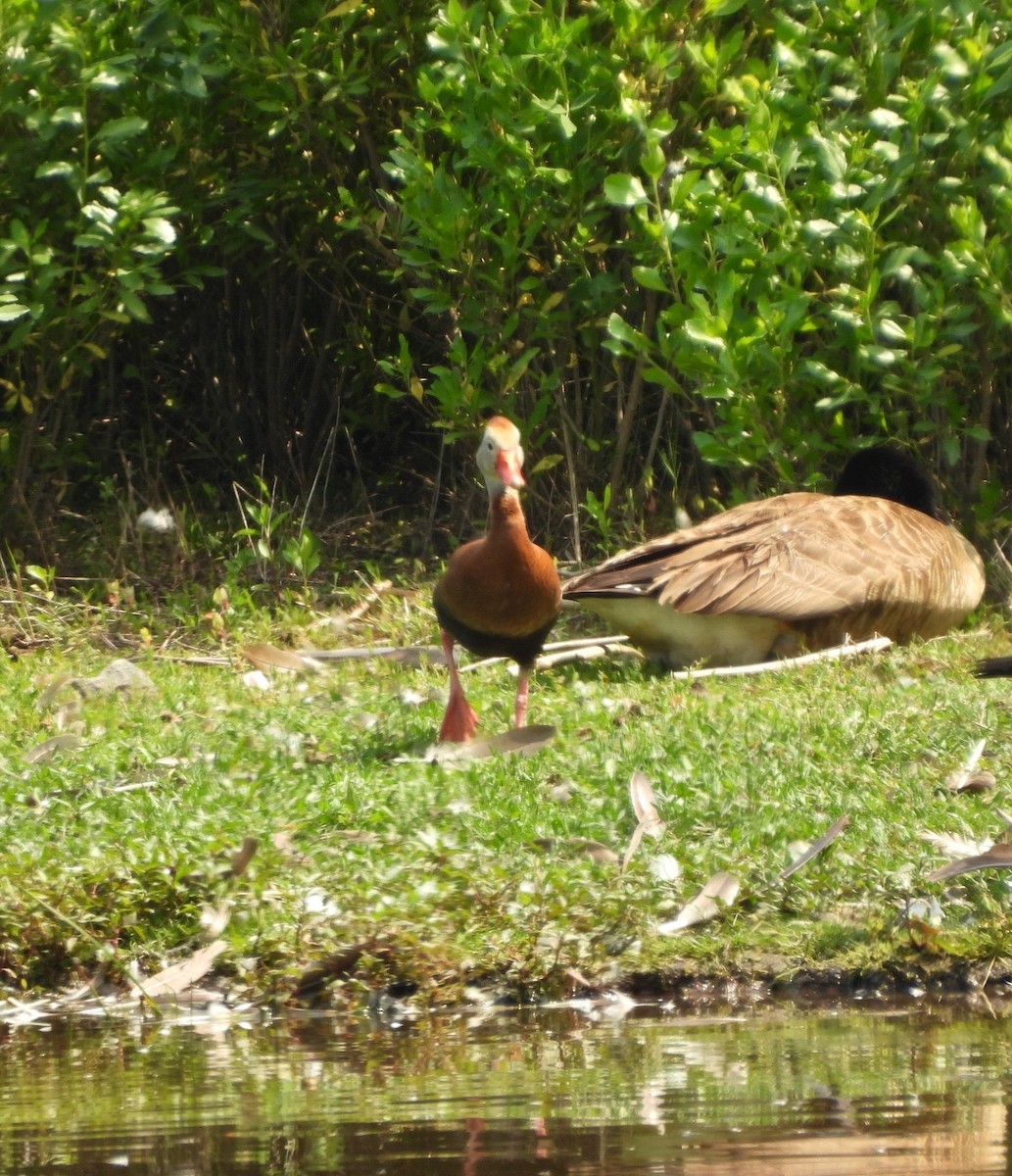 Dendrocygne à ventre noir - ML620002824