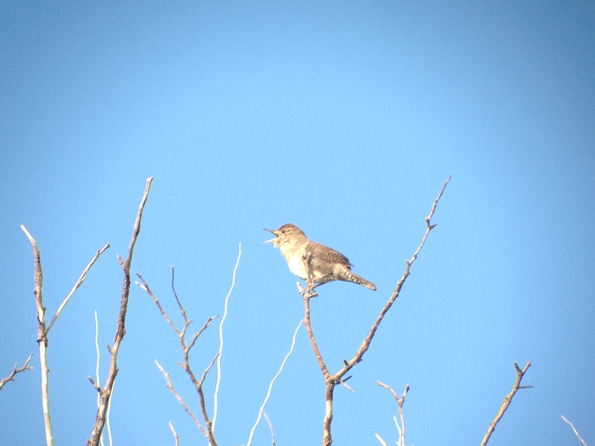 Northern House Wren - ML620002825