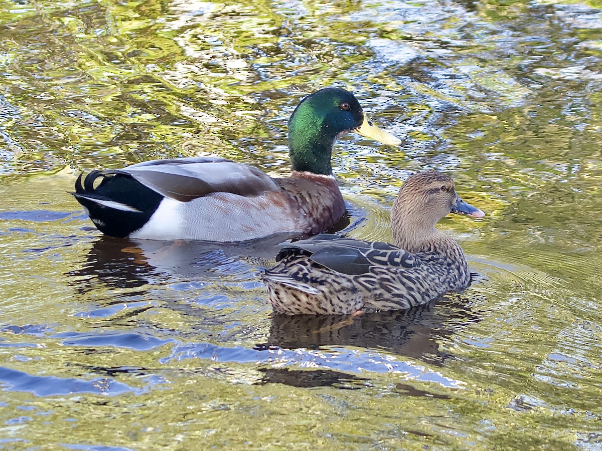 Mallard (Domestic type) - ML620002826