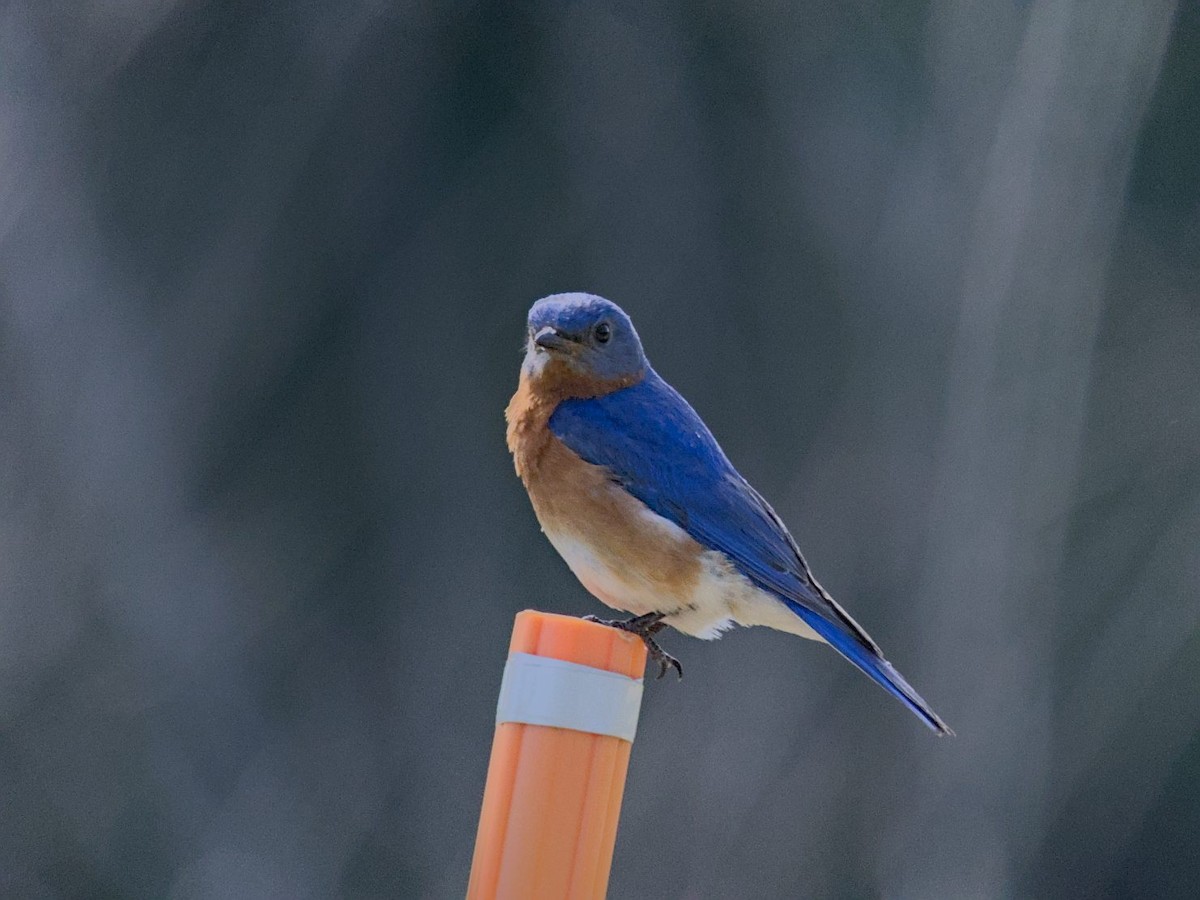 Eastern Bluebird - ML620002830