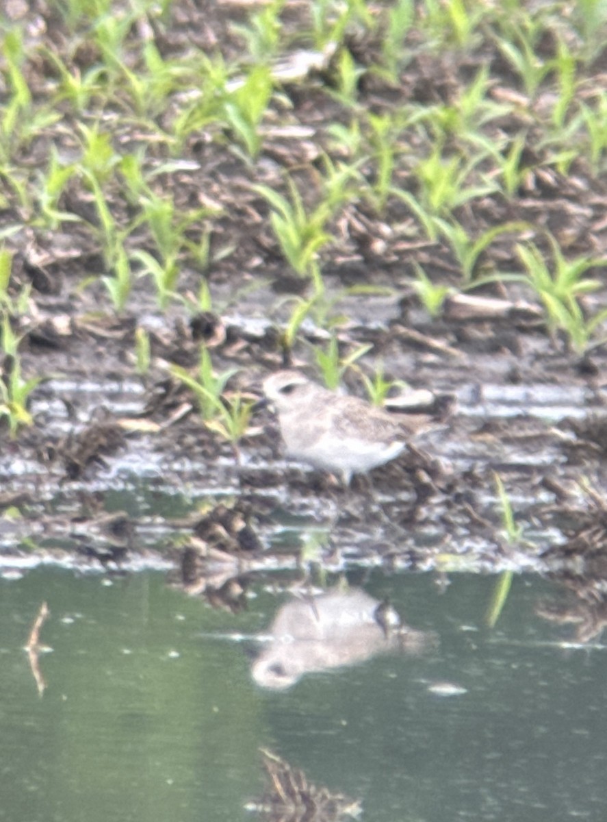 Black-bellied Plover - ML620002844