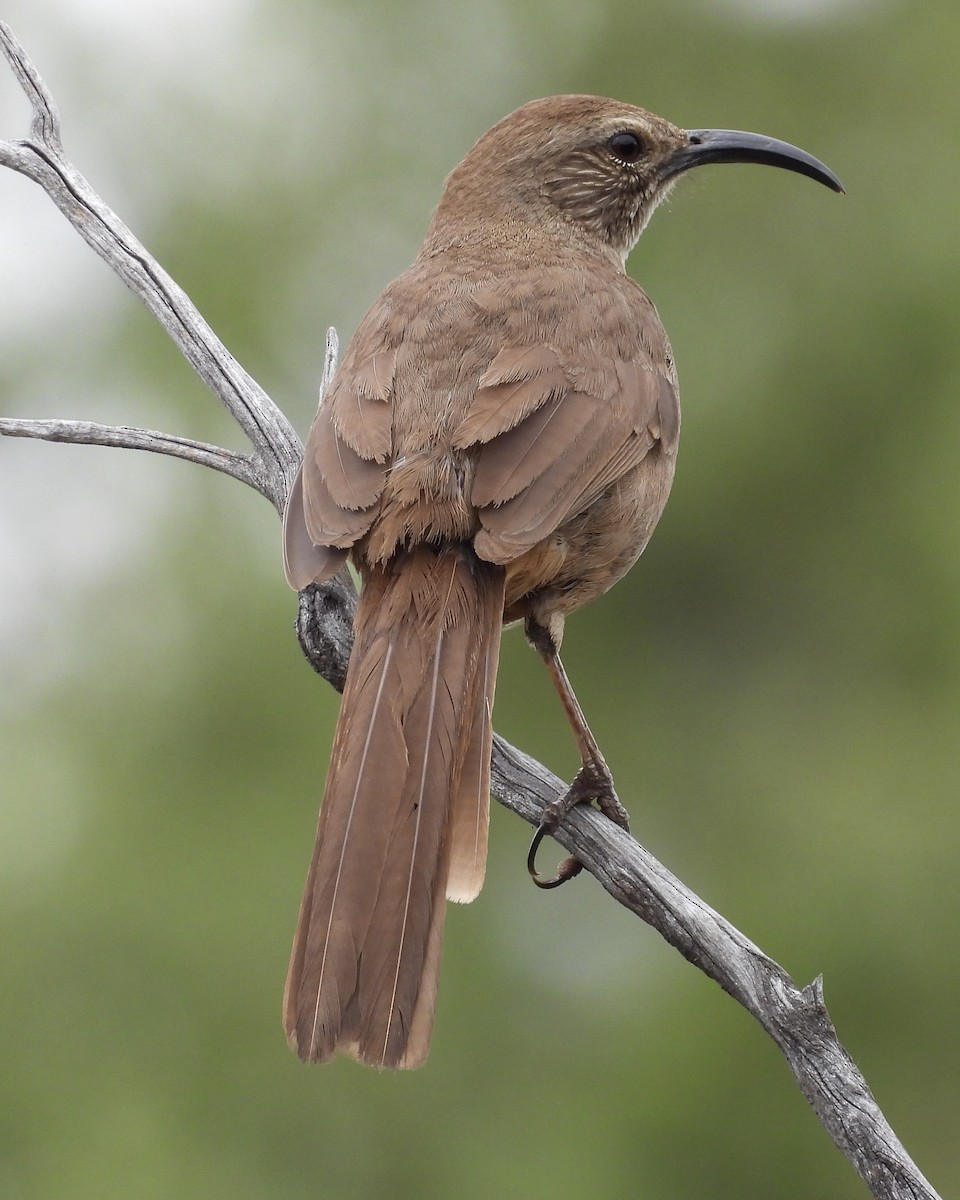 California Thrasher - ML620002860