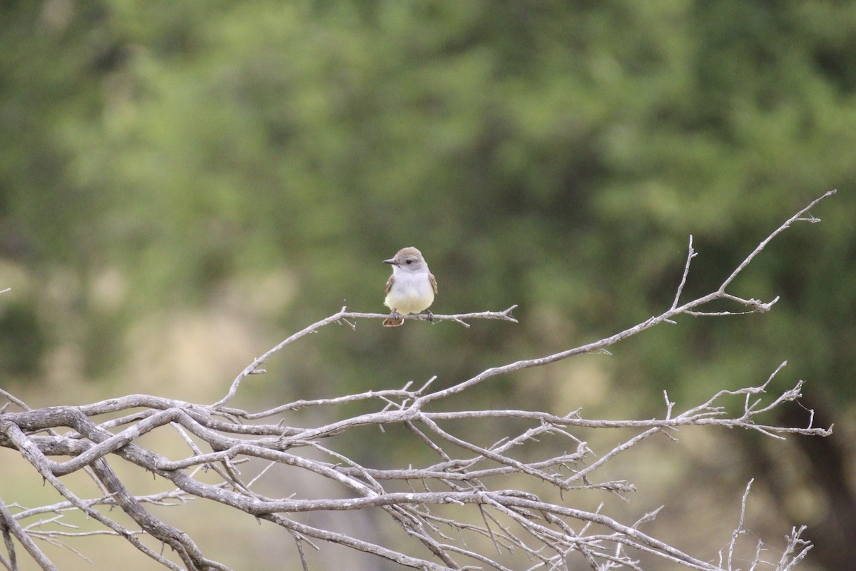 Ash-throated Flycatcher - ML620002864