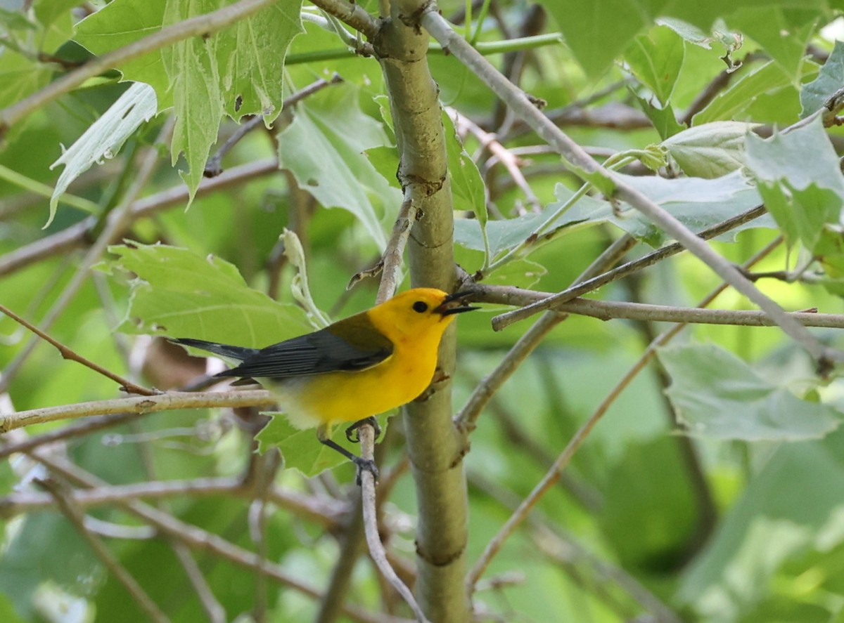 Prothonotary Warbler - ML620002865