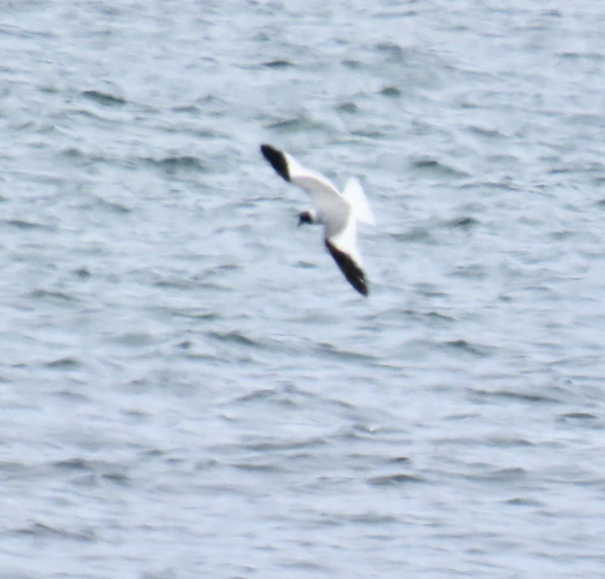 Sabine's Gull - ML620002869