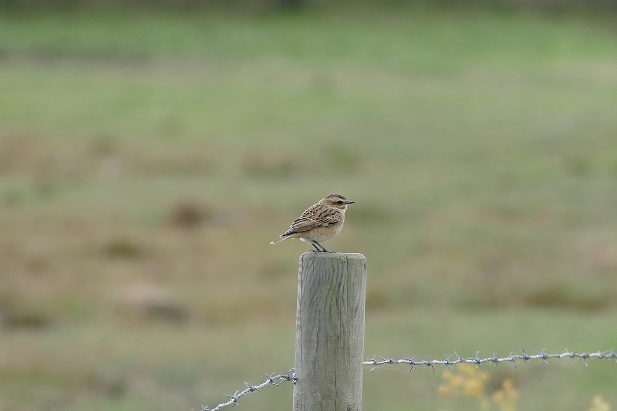Whinchat - ML620002871