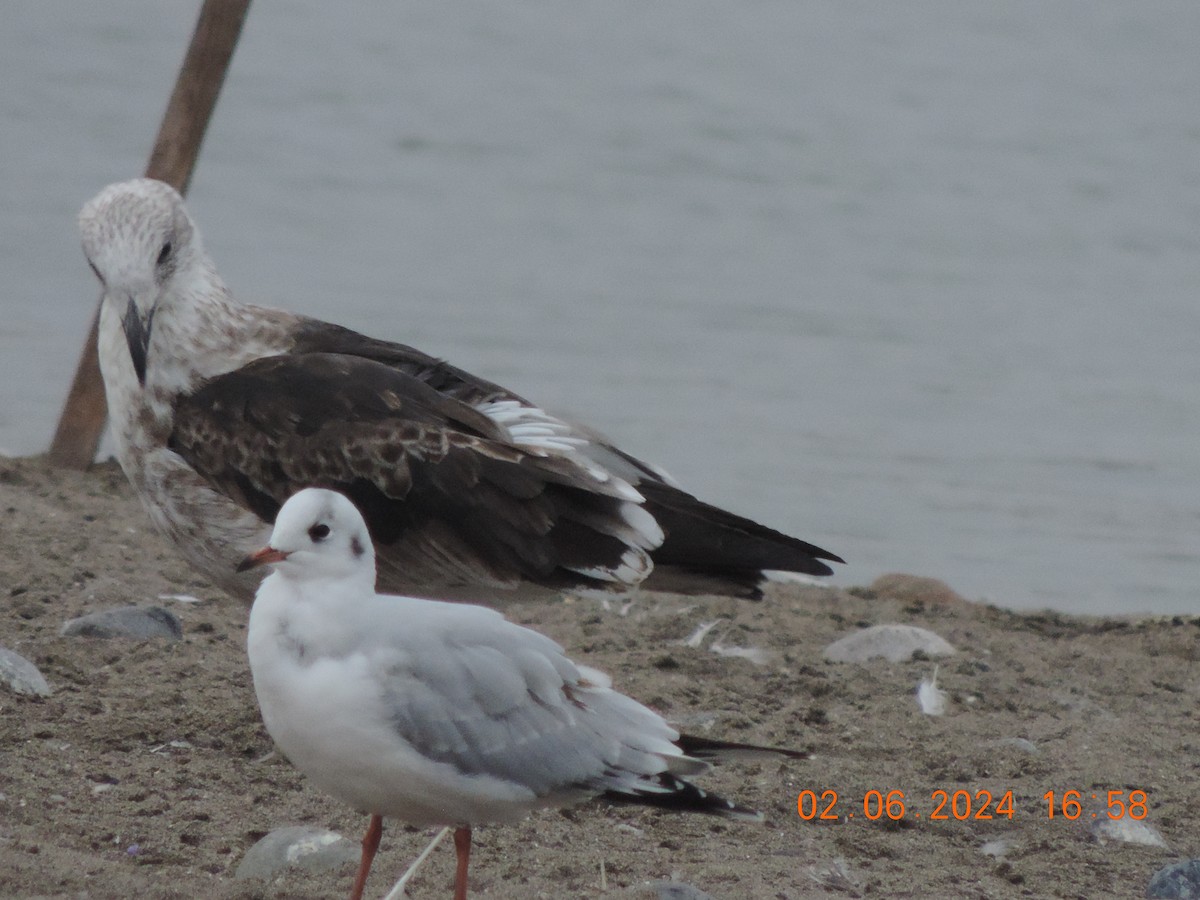 Brown-hooded Gull - ML620002874