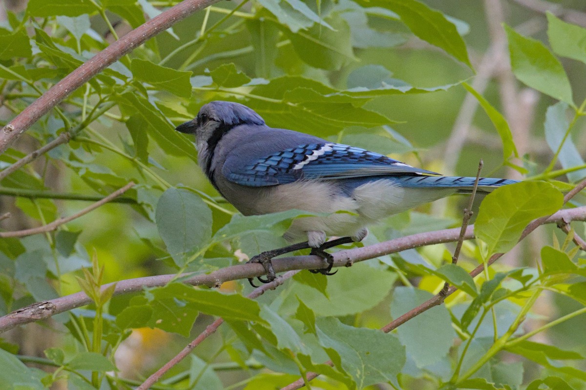 Blue Jay - ML620002877