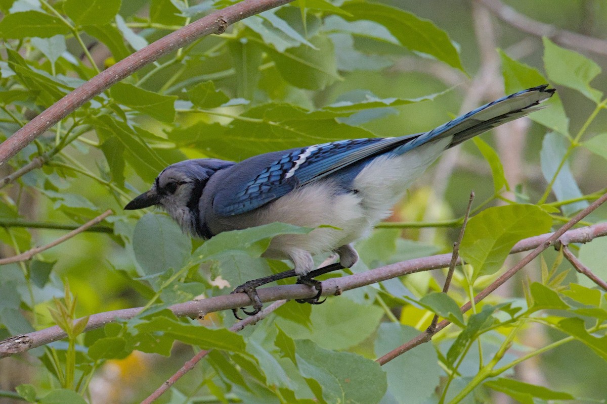 Blue Jay - ML620002878