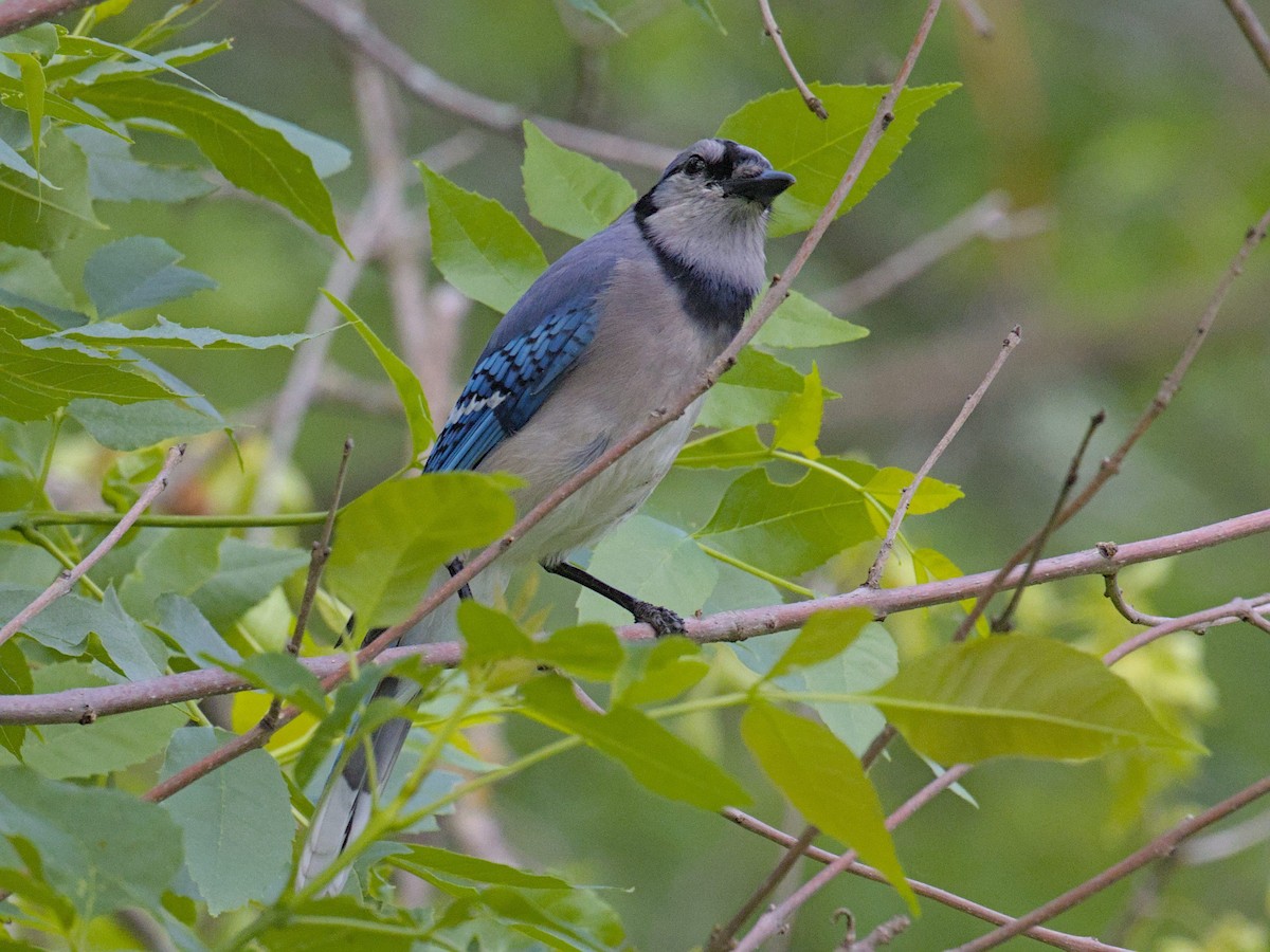 Blue Jay - Philip Steinhoff