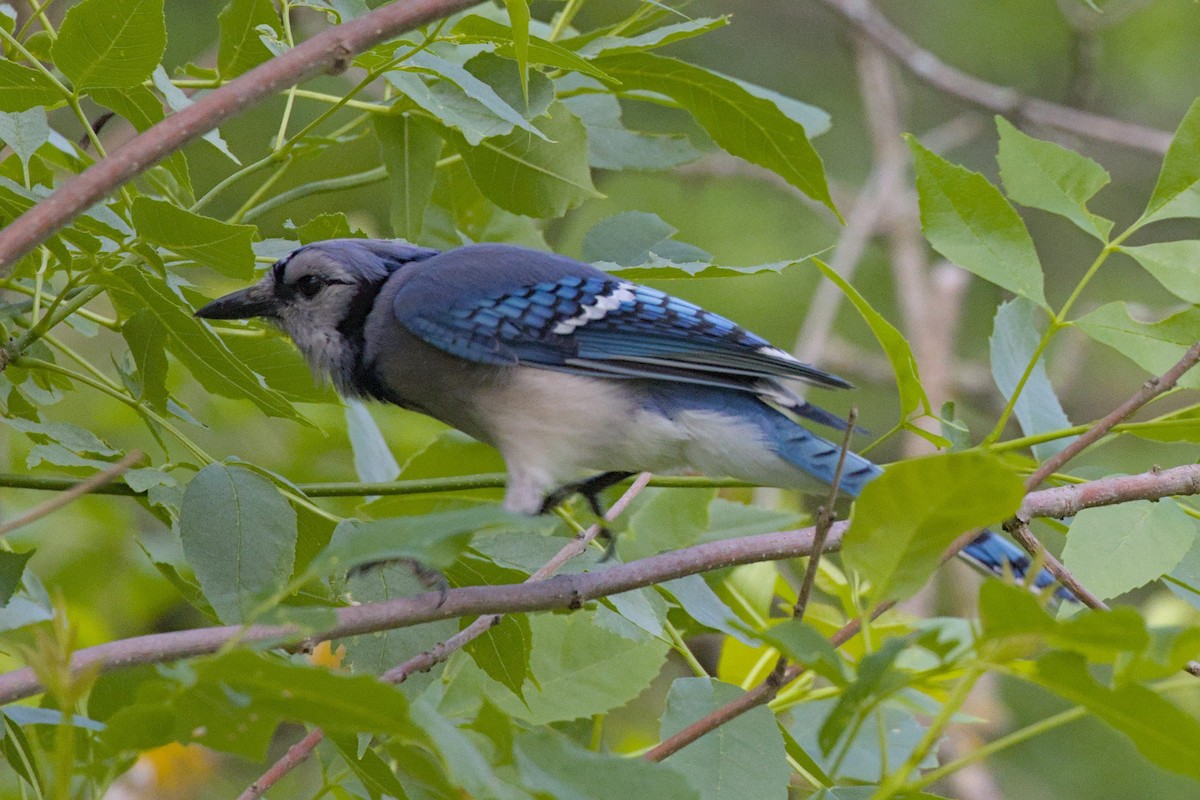 Blue Jay - ML620002880