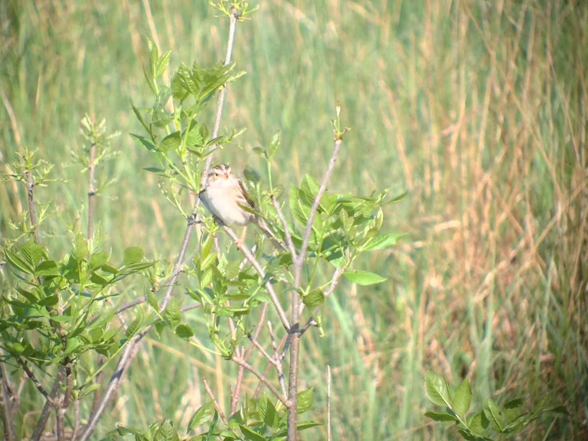 Clay-colored Sparrow - ML620002882