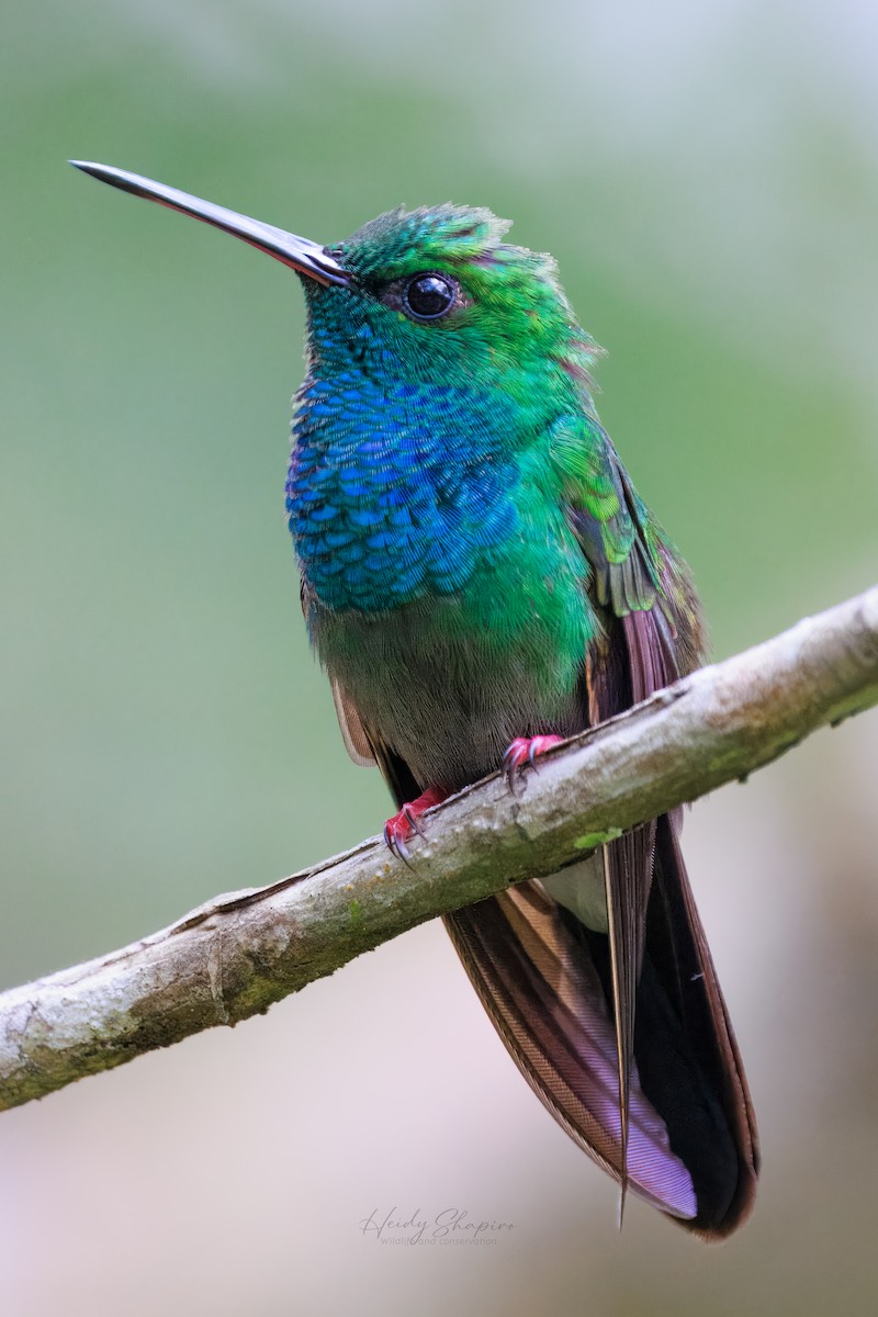 Colibri à queue bronzée - ML620002883