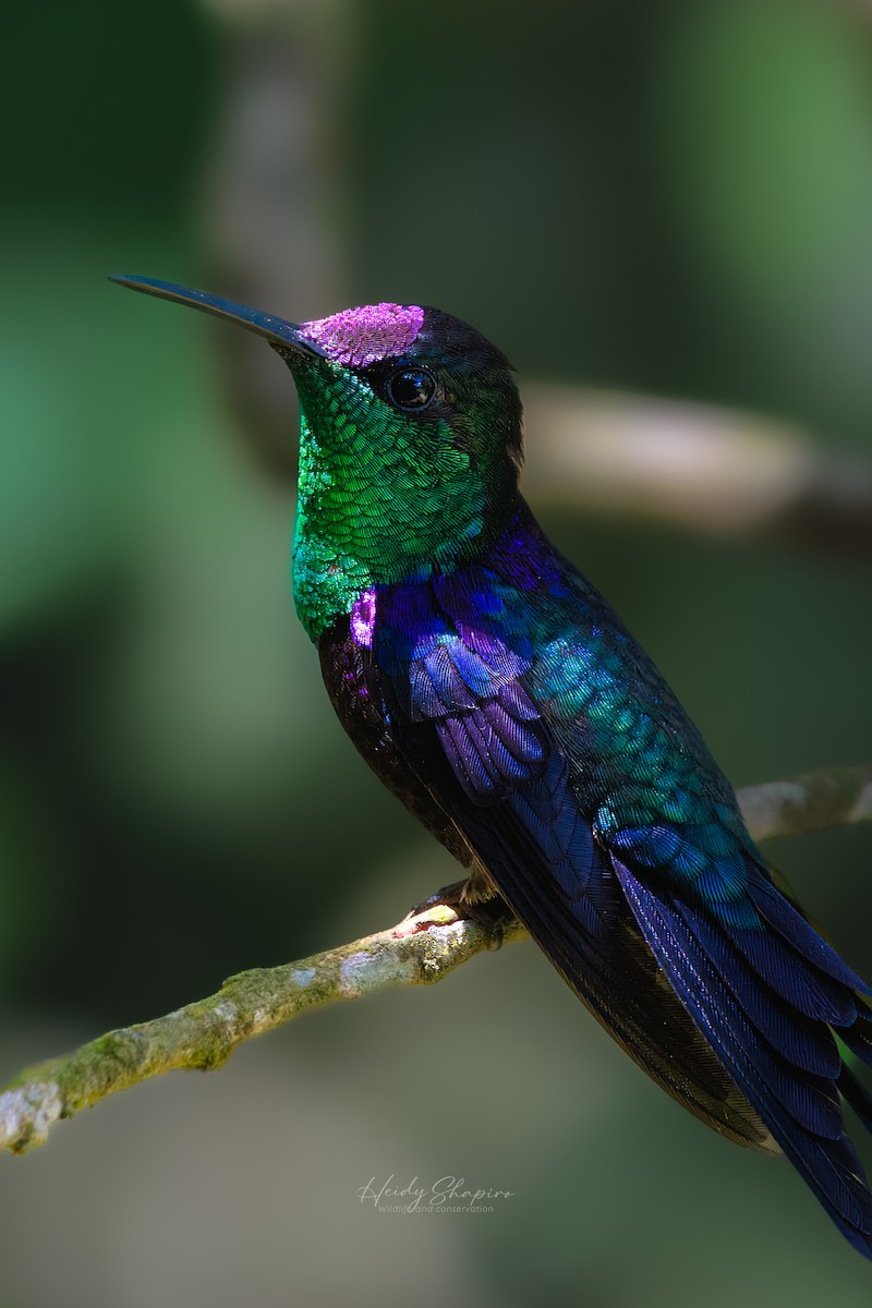 kolibřík vidloocasý - ML620002886