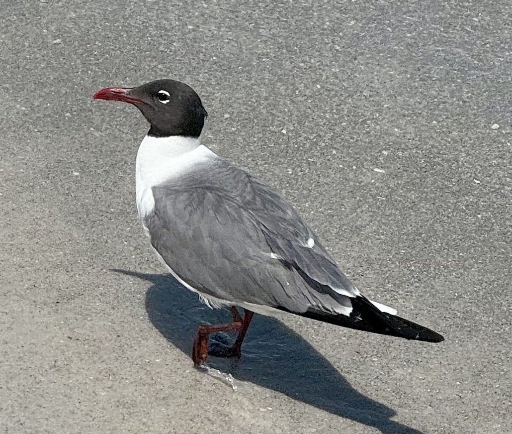 Laughing Gull - ML620002892