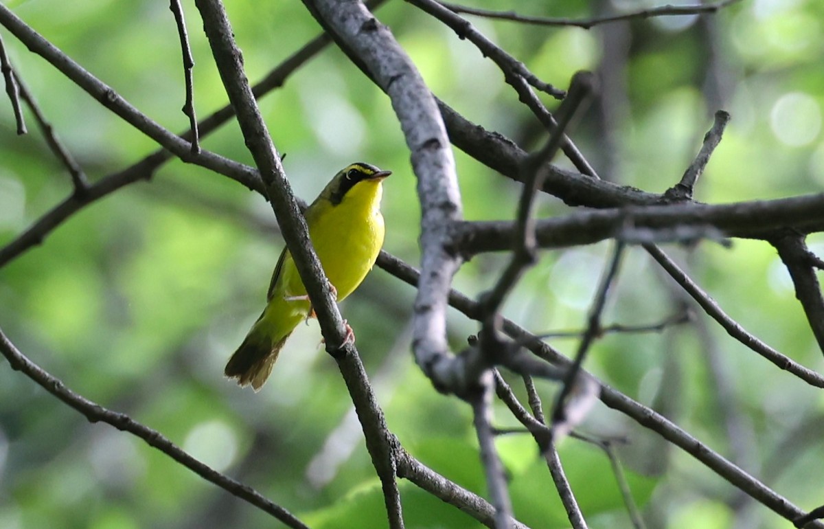 Kentucky Warbler - ML620002900