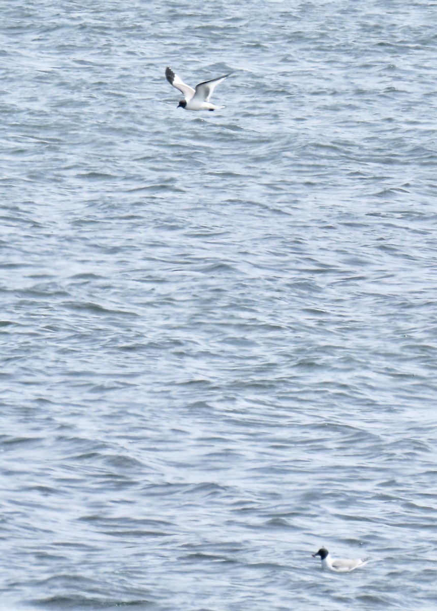 Sabine's Gull - ML620002906