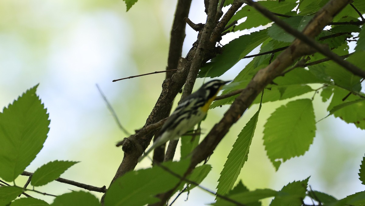 Yellow-throated Warbler - ML620002920