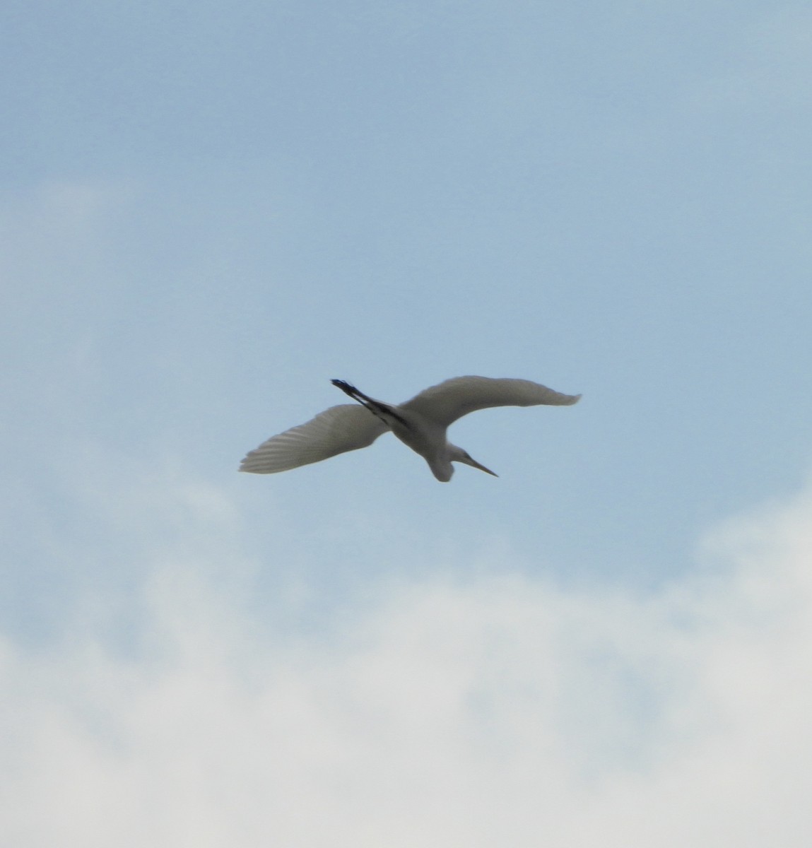 Great Egret - ML620002927