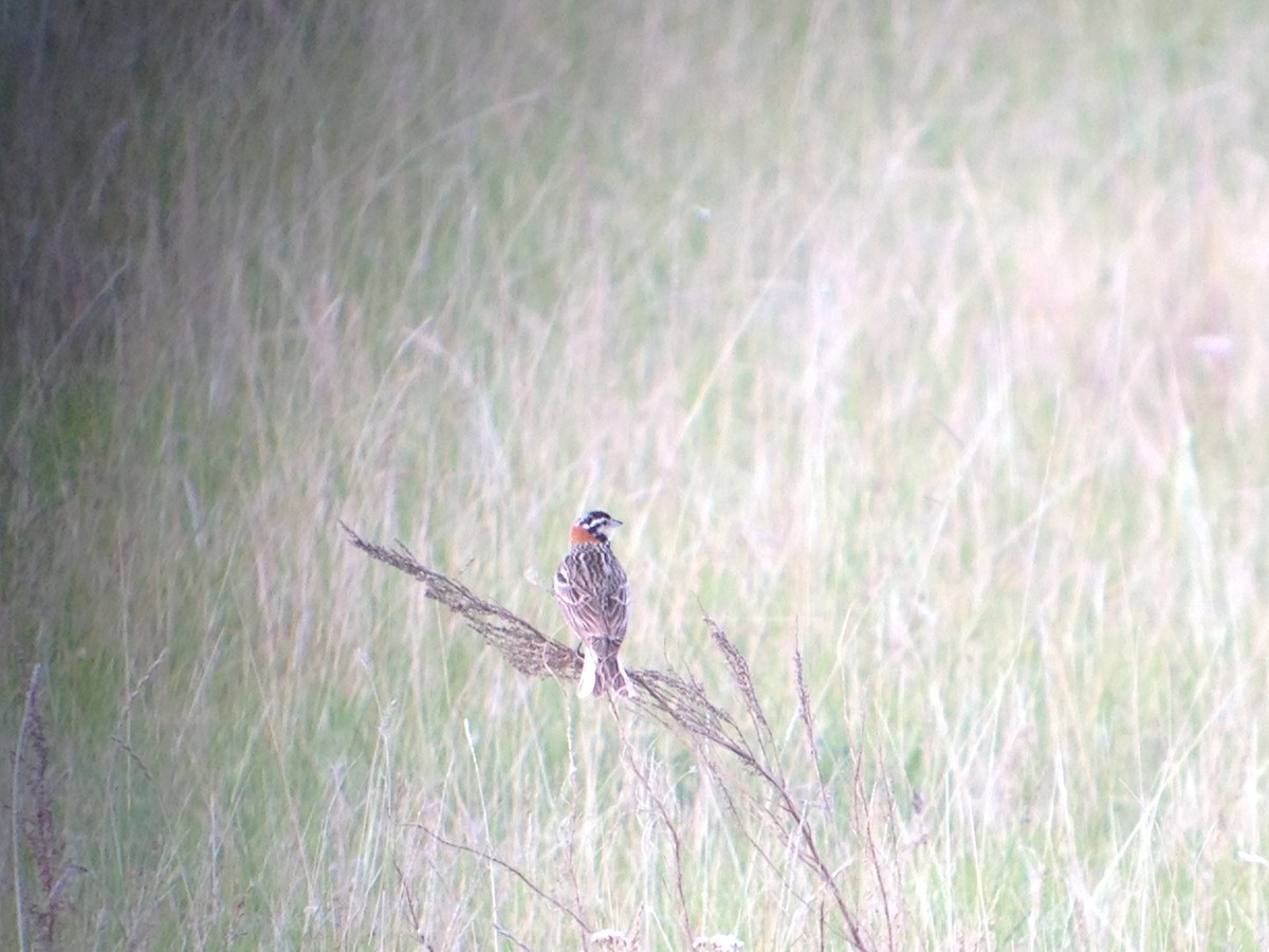 Chestnut-collared Longspur - ML620002928