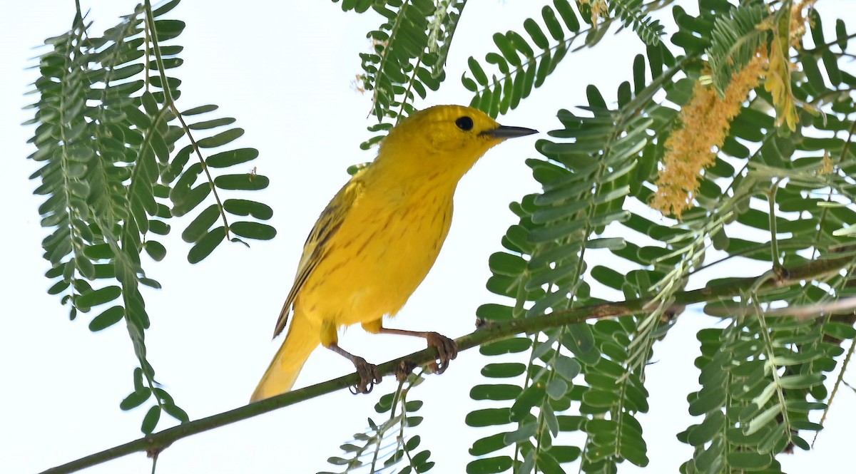 Yellow Warbler - ML620002930