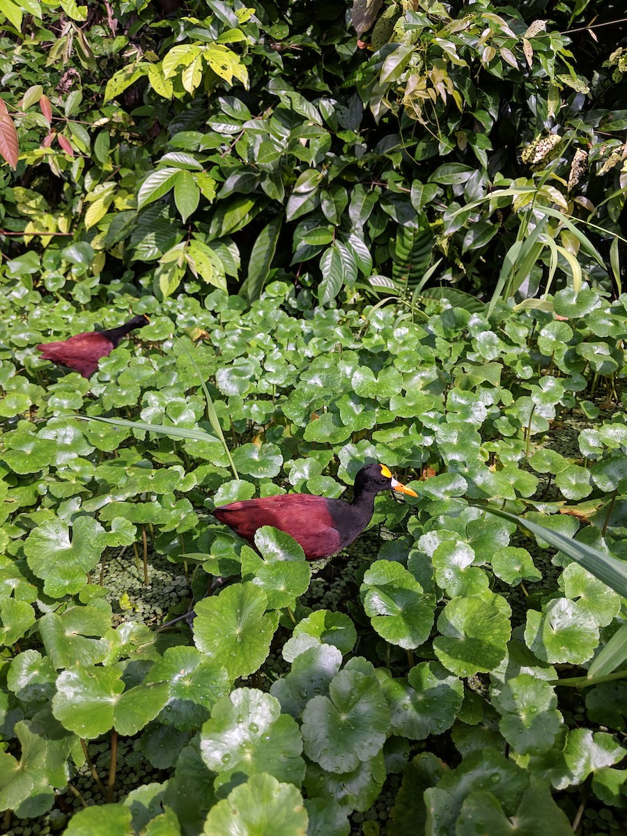 Jacana Centroamericana - ML620002944