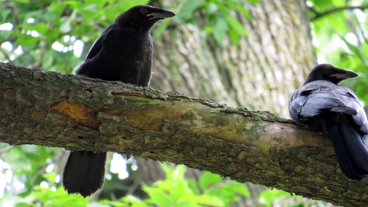 American Crow - ML620002953