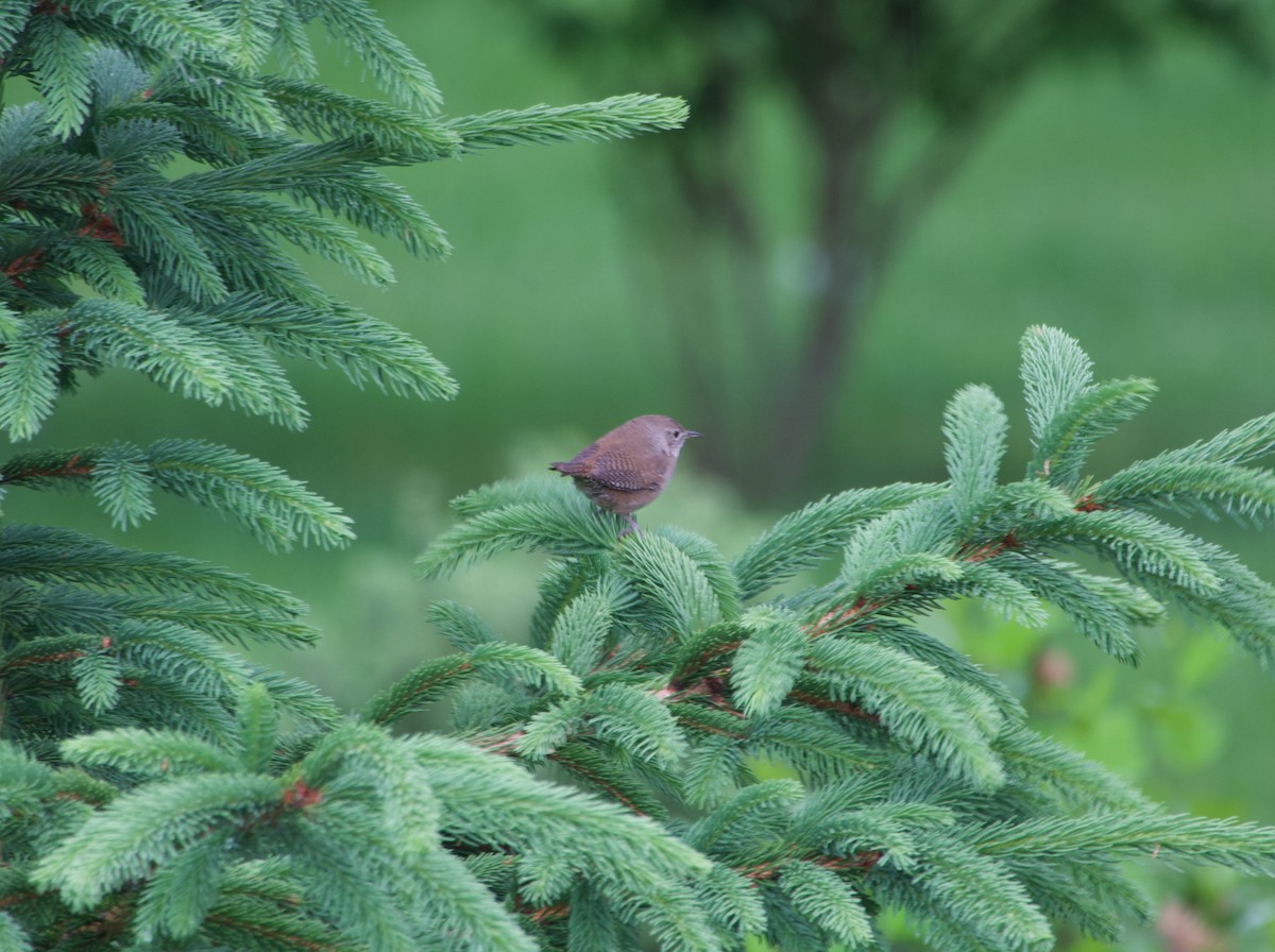 House Wren - ML620002954