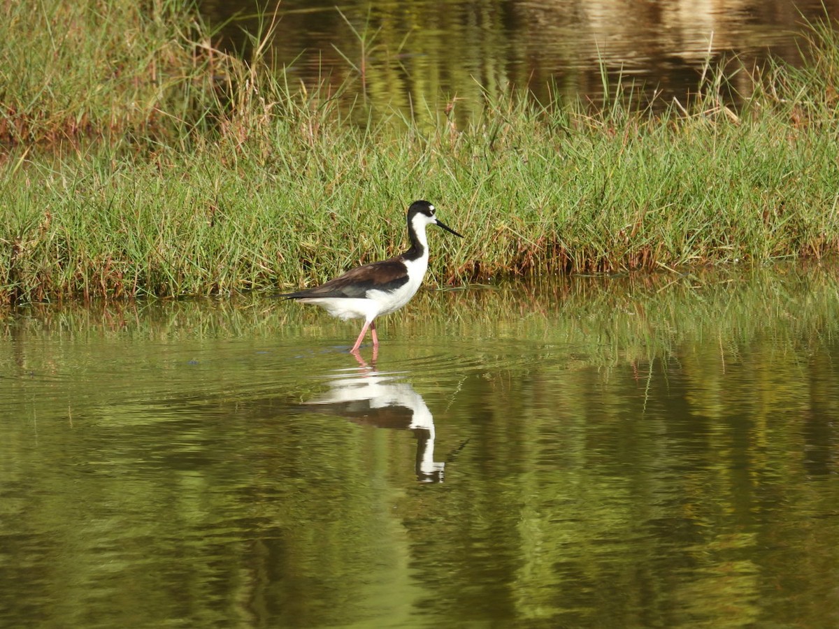 Black-necked Stilt - ML620002968