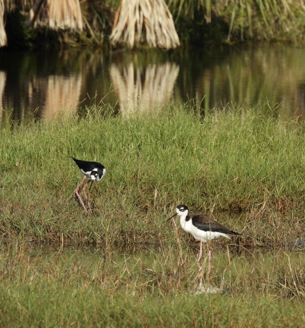 Black-necked Stilt - ML620002970